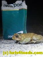 /home//u458753944/public_html/sourcegallery//////Roxborough Toad Detour/2013-2019/2013/2013-04-09/P1120196.JPG